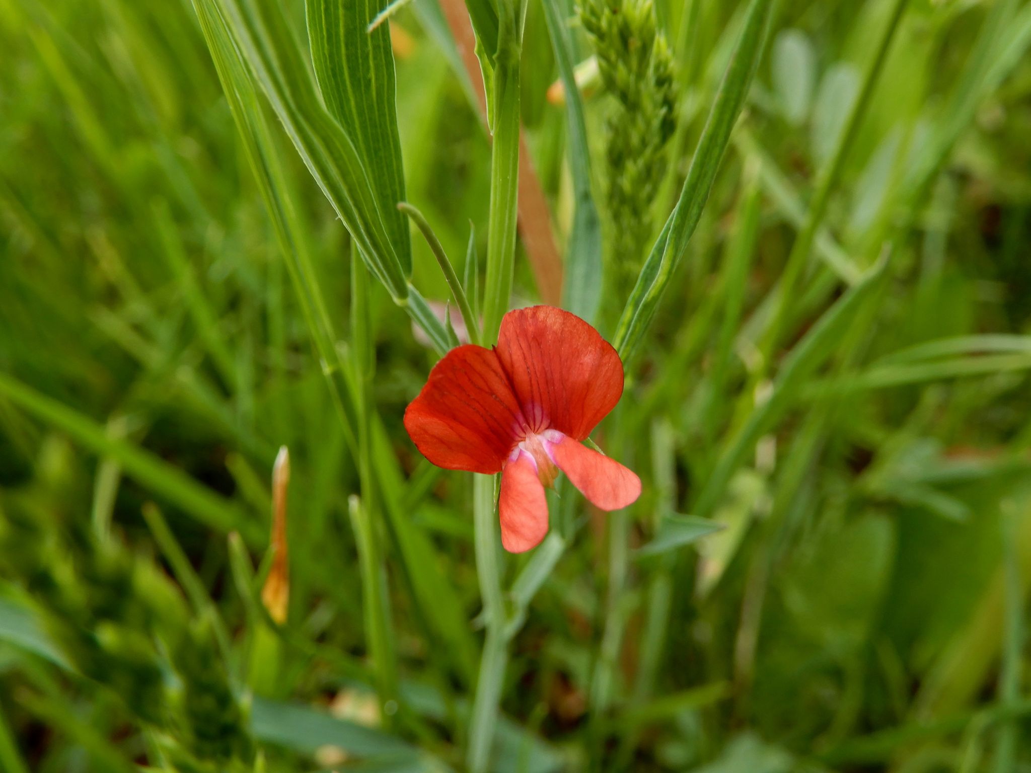 Si tratta di Lathyrus sphaericus?
